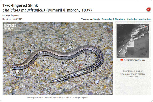 Chalcides mauritanicus