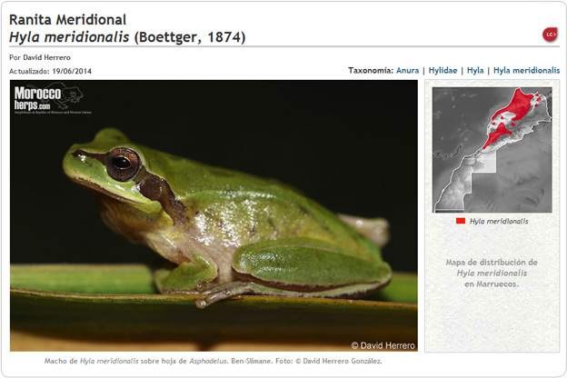 Hyla meridionalis