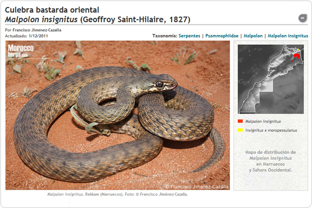 Malpolon insignitus