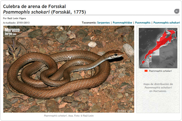 Psammophis schokari
