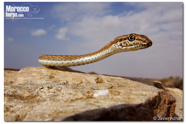 Psammophis_schokari