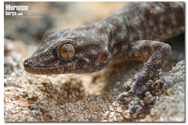Ptyodactylus oudrii