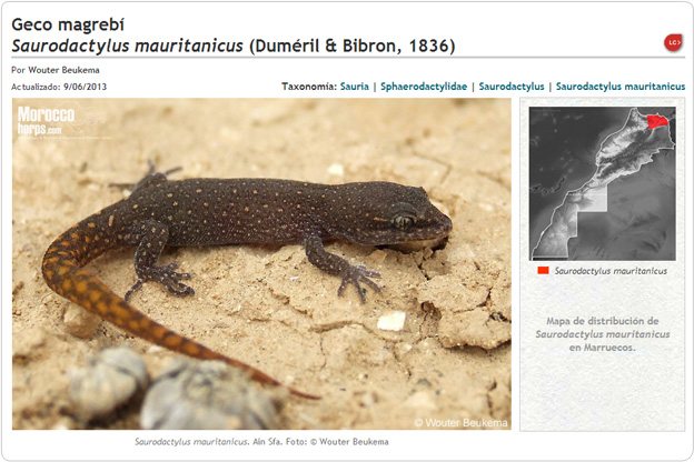 Saurodactylus mauritanicus