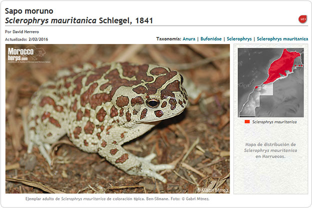 Species Page of Sclerophrys mauritanica Amphibians & Reptiles of Morocco