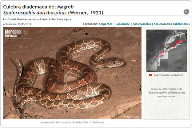Spalerosophis dolichospilus