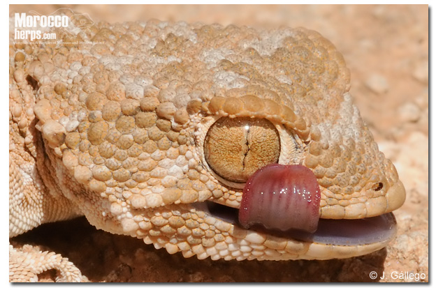 Tarentola chazaliae