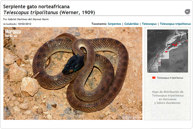 Telescopus tripolitanus
