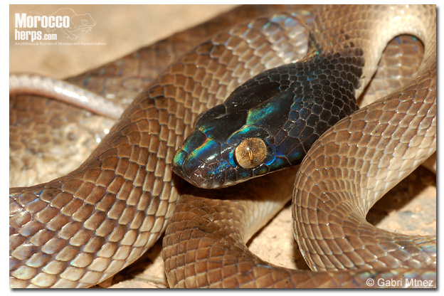 Telescopus tripolitanus