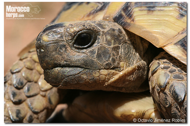 Testudo graeca