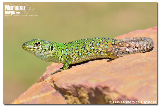 Timon tangitanus