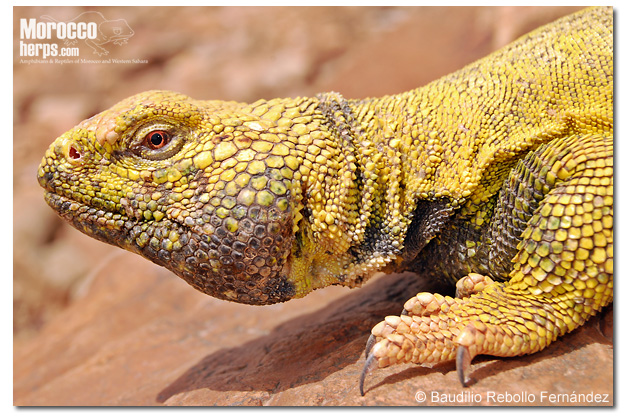 Uromastyx nigriventris