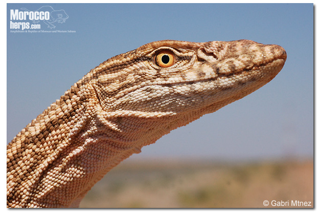 Varanus griseus