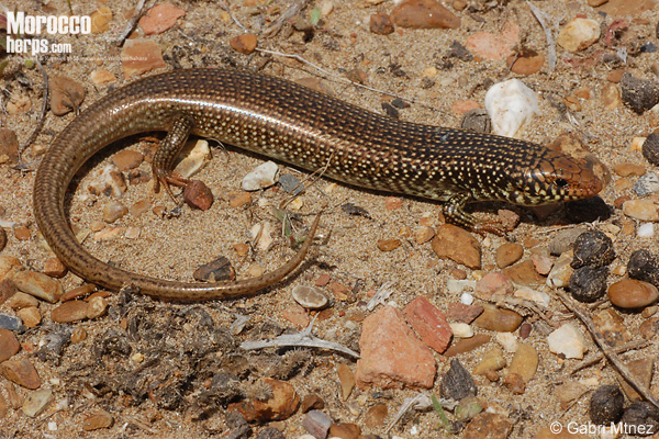 Chalcides polylepis
