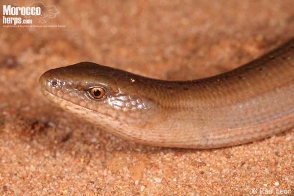 Hyalosaurus koellikeri quickly slithers in the presence of a possible danger