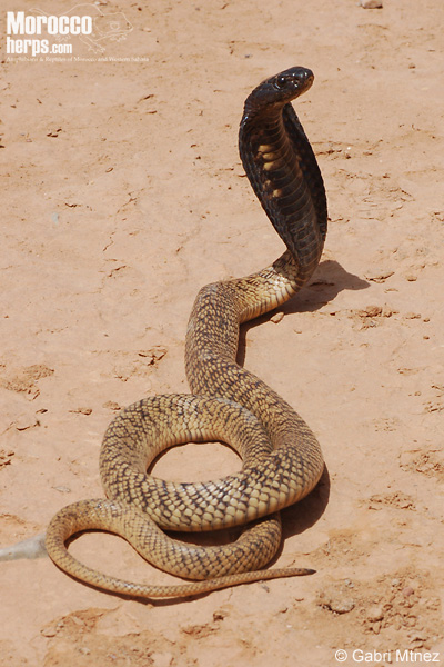 Cobra norteafricana (Naja haje)