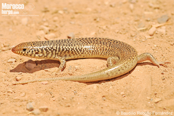 Chalcides polylepis