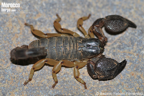 Escorpión del género Scorpio