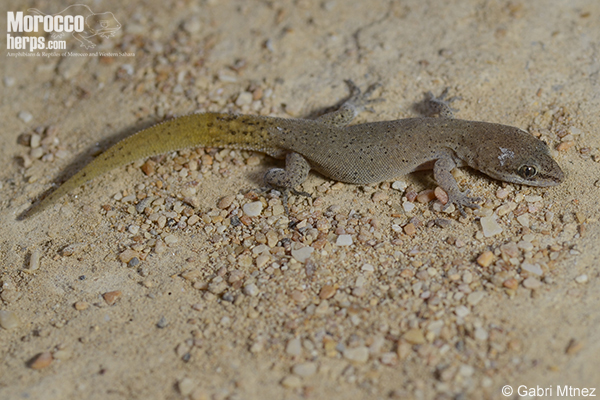 Saurodactylus mauritanicus