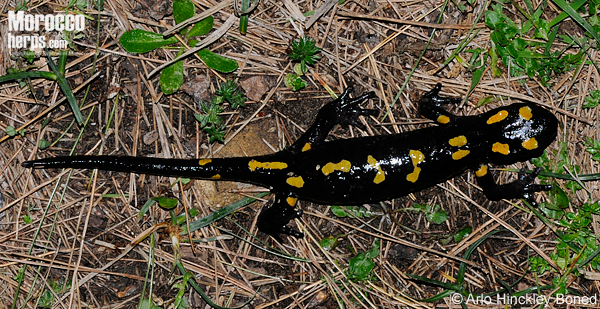 Salamandra algira tingitana