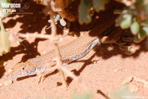 Acanthodactylus dumerilii