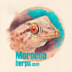 moroccoherps.com 2.0