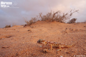 Stenodactylus mauritanicus