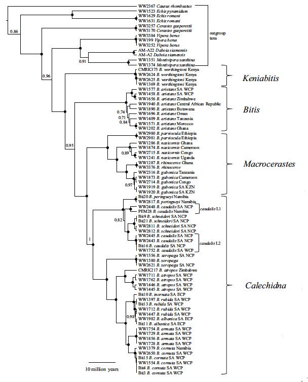 Mitochondrial-gene-tree-estimated-bitis-barlow-calechidna-keniabitis-macrocerastes