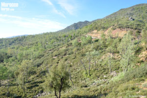 En el Riff suele habitar los claros del bosque con arbustos dispersos. Bab Taza. Gabri Mtnez