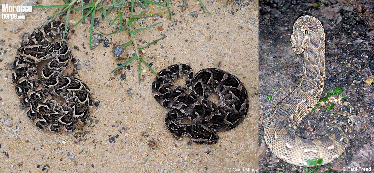 bitis-arietans-namibia-south africa-pattern-variability