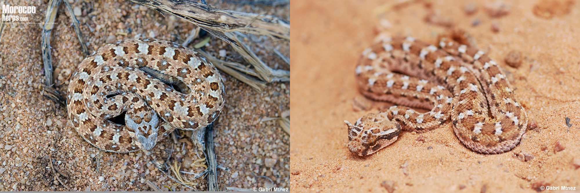 Bitis-caudalis-Namibia-Cerastes-cerastes- Morocco