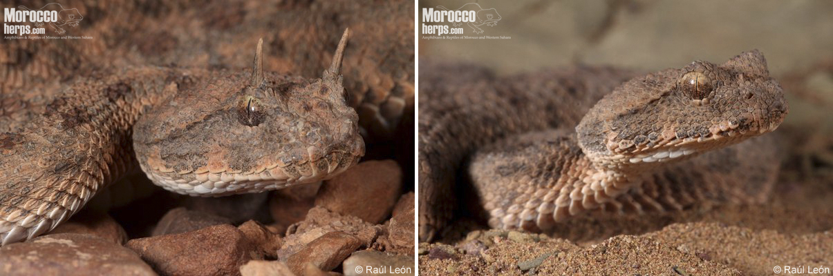Detalle de la cabeza de Cerastes cerastes, donde podemos apreciar sus escamas en forma de “cuernos”, Assa (Marruecos). Fotos: © Raúl León.