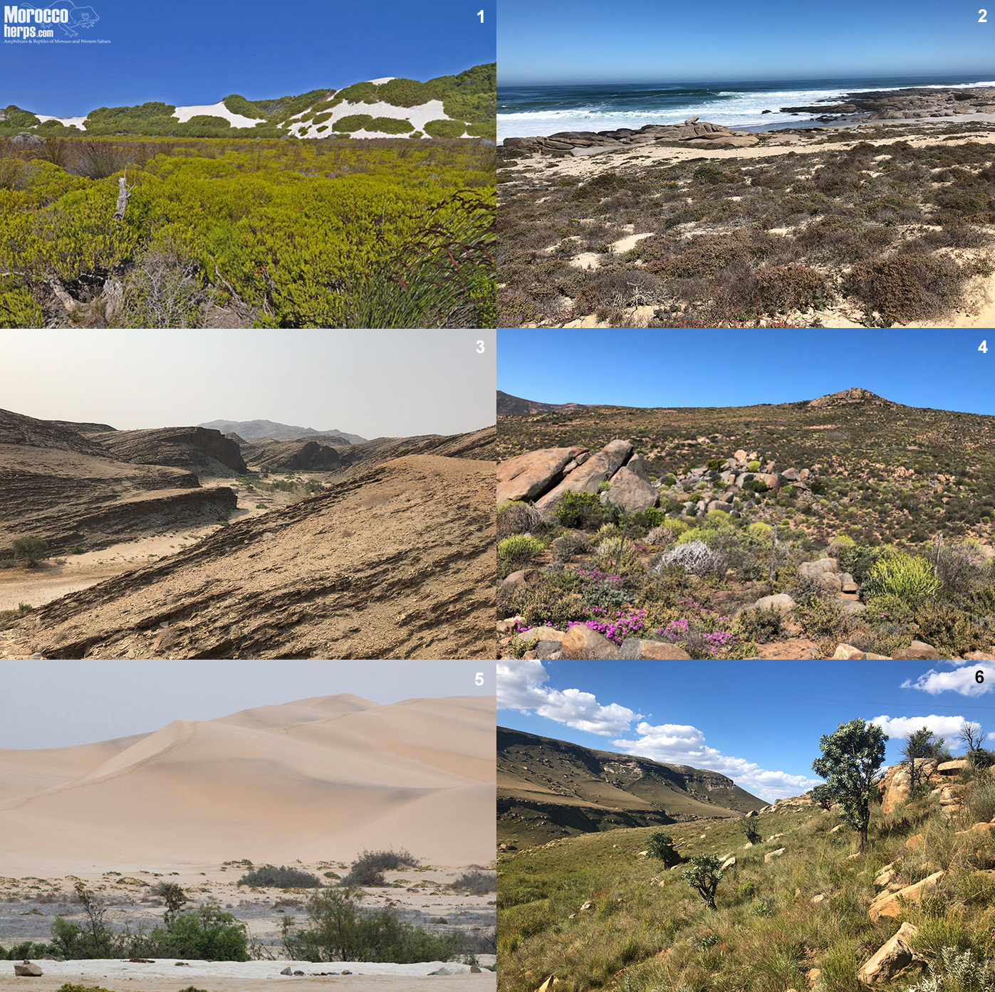 habitat-calechidna-fynbos-namaqualand-namibia-atropos-caudalis-cornuta-peringueyi-schneideri