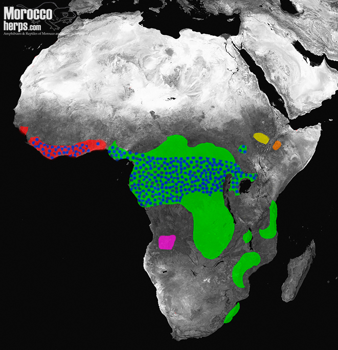 Distribution-map-subgenus-Macrocerastes-Bitis-rhinoceros-gabonica-nasicornis-parviocula-harenna-heraldica