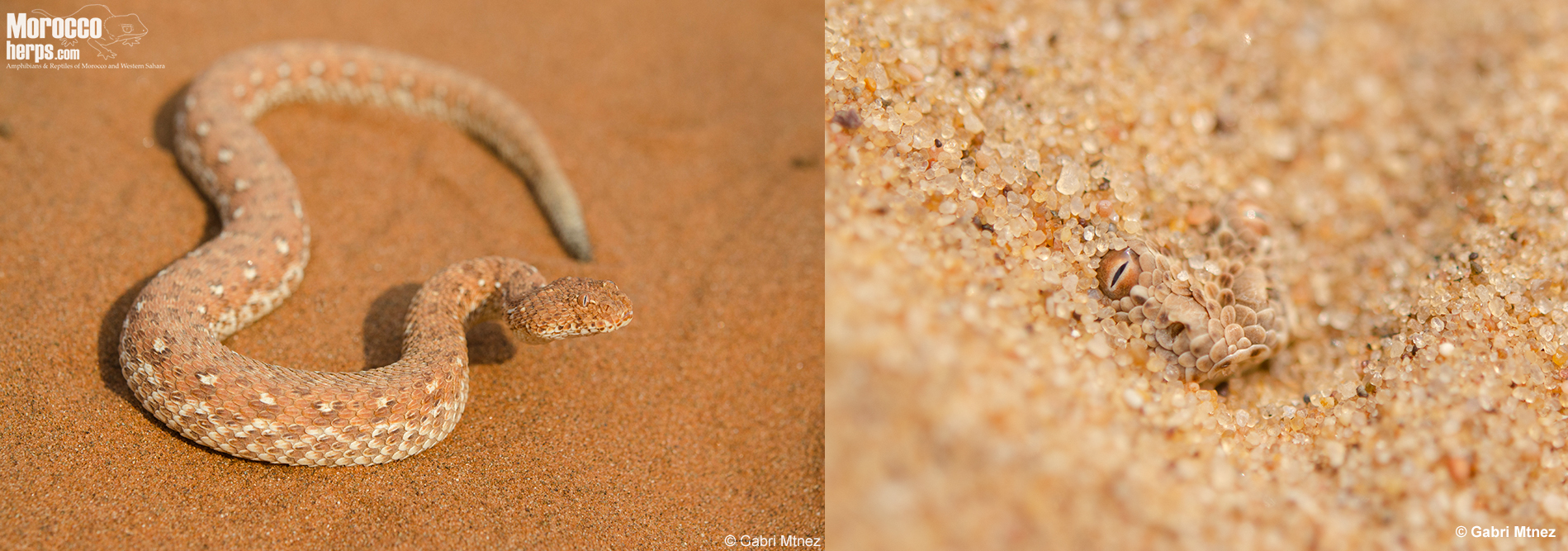 Bitis peringueyi-Soussvlei-Namibia-Swakopmund-Namibia