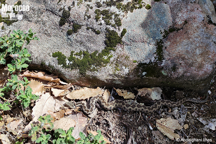 Vipera monticola saintgironsi Riff 