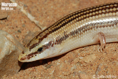 Chalcides boulengeri