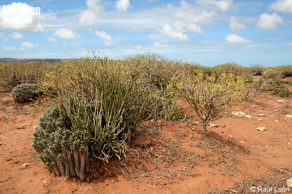 Hábitat de Hemorrhois hippocrepis