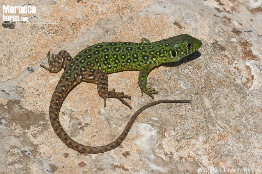 Mostaganem Check List · iNaturalist