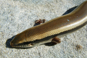 Chalcides colosii