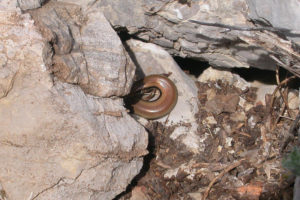 Chalcides colosii