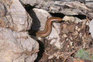 Chalcides colosii