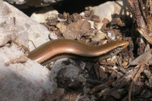 Chalcides colosii