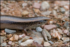 Chalcides colosii